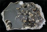 Polished Ammonite Fossils - Marston Magna Marble #22079-1